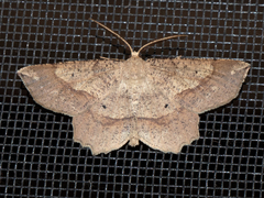 Euchlaena pectinaria