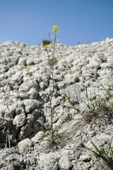 Brassica elongata pinnatifida