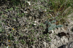 Atraphaxis replicata