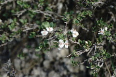Atraphaxis replicata