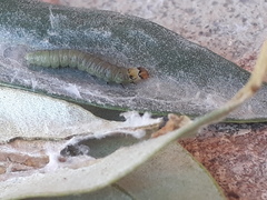 Cacoecimorpha pronubana