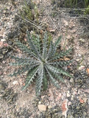 Cirsium occidentale