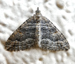 Perizoma custodiata