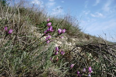 Astragalus subuliformis