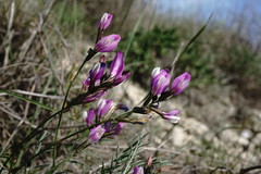 Astragalus subuliformis
