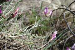 Astragalus subuliformis