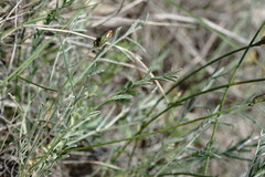 Astragalus subuliformis