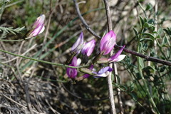 Astragalus subuliformis