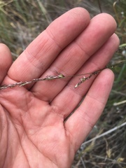 Melica imperfecta