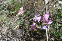 Astragalus subuliformis