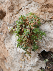 Arenaria suffruticosa