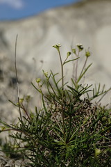 Lepidium turczaninowii