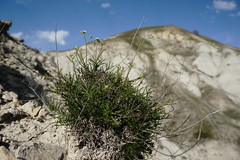 Lepidium turczaninowii