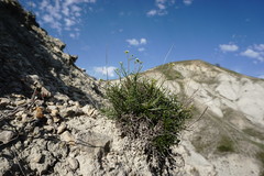 Lepidium turczaninowii