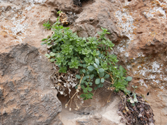 Arenaria suffruticosa