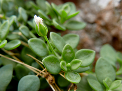 Arenaria suffruticosa