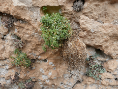 Arenaria suffruticosa