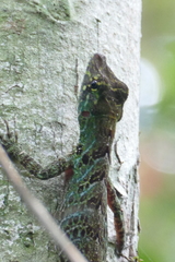 Anolis latifrons