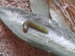 Cacoecimorpha pronubana