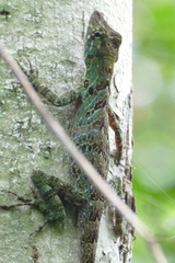 Anolis latifrons
