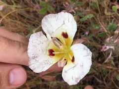 Calochortus syntrophus