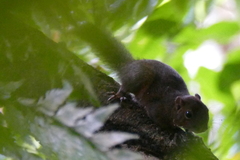 Microsciurus mimulus