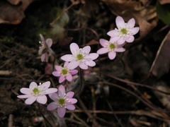 Hepatica