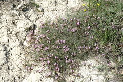 Astragalus subuliformis