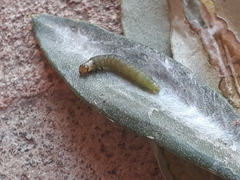 Cacoecimorpha pronubana