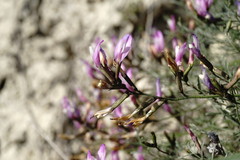 Astragalus subuliformis