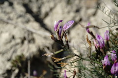 Astragalus subuliformis