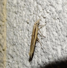 Ypsolopha mucronella