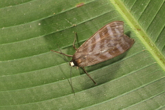 Pachydota drucei