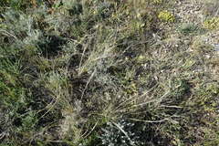 Psephellus trinervius