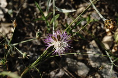 Psephellus trinervius