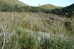 Helictochloa hookeri schelliana
