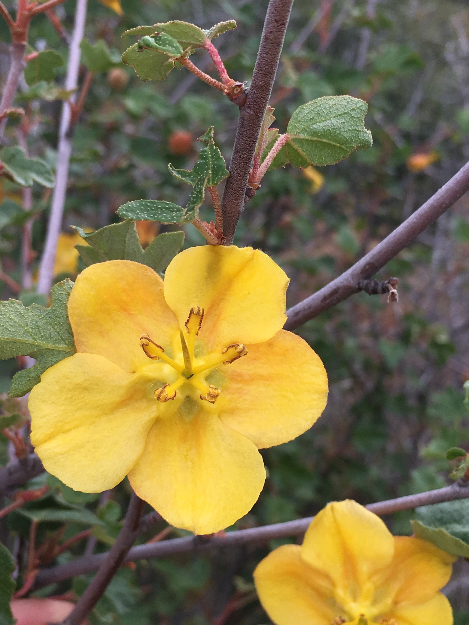 Fremontodendron californicum