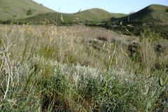 Helictochloa hookeri schelliana
