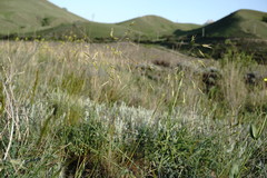 Helictochloa hookeri schelliana