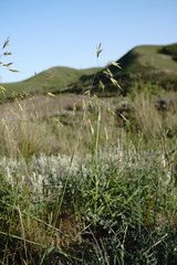 Helictochloa hookeri schelliana