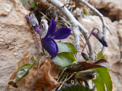 Viola suavis