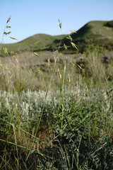 Helictochloa hookeri schelliana