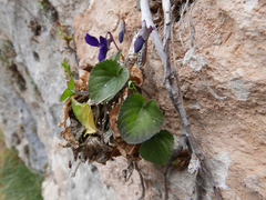 Viola suavis