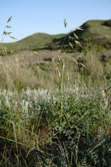 Helictochloa hookeri schelliana