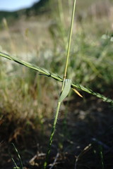 Helictochloa hookeri schelliana