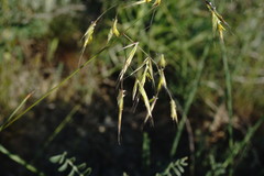 Helictochloa hookeri schelliana