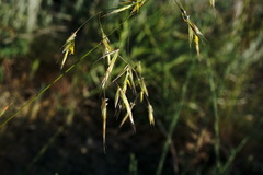 Helictochloa hookeri schelliana
