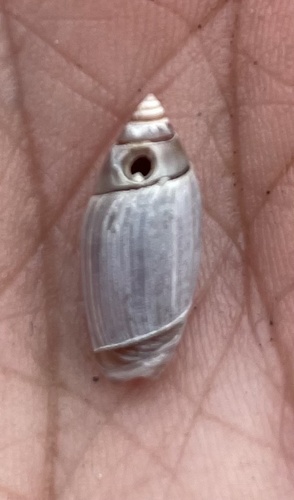 Olivella volutella