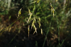 Helictochloa hookeri schelliana