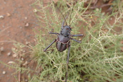 Acanthoplus